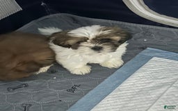 Shih Tzu dogs for sale: Shih Tzu 2 puppies - Image 3