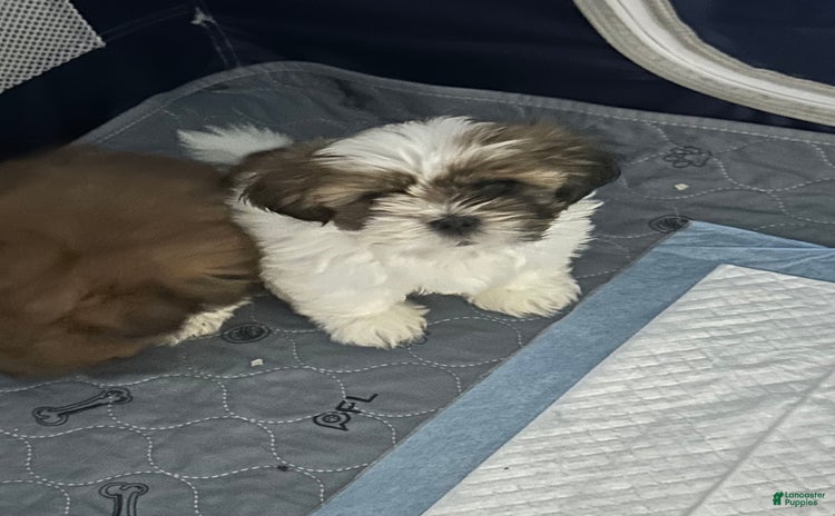 Shih Tzu dogs for sale - Ad 2