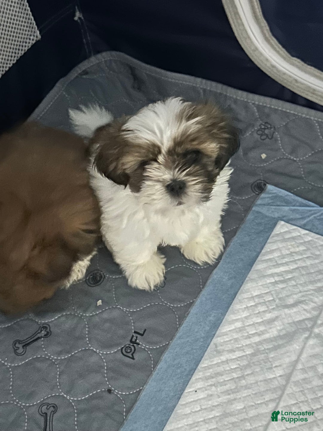 Shih Tzu dogs for sale: Shih Tzu 2 puppies - Image 3