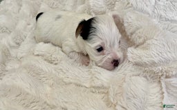 Yorkshire Terrier dogs for sale: Jasper - Image 1