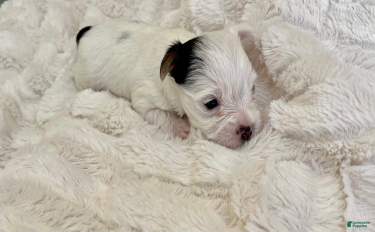 Yorkshire Terrier dogs for sale - Ad 2