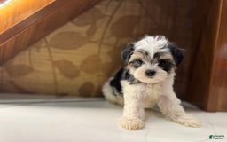 Morkie dogs for sale: Dennis - Image 4