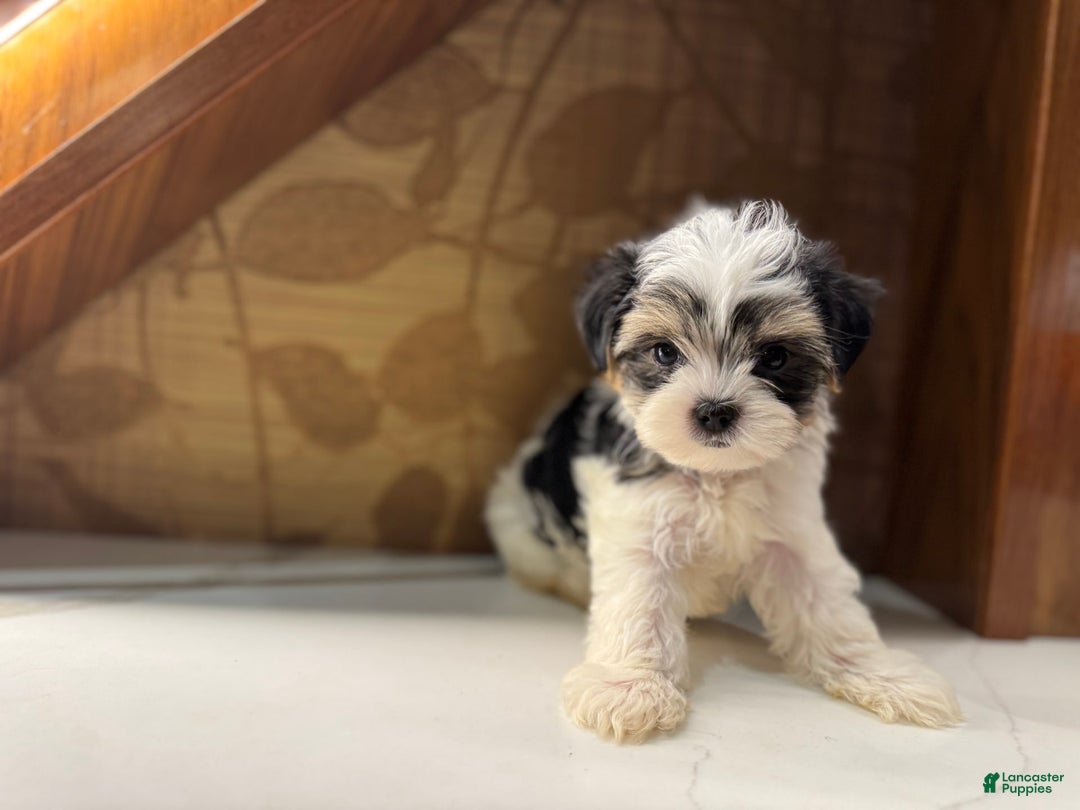 Morkie dogs for sale: Dennis - Image 4