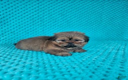 Shih Tzu dogs for sale: Cooper - Image 11