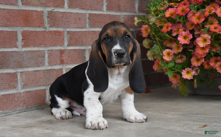 Basset Hound dogs - Advert 22