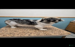 Pekingese dogs for sale: Voorhees - Image 6