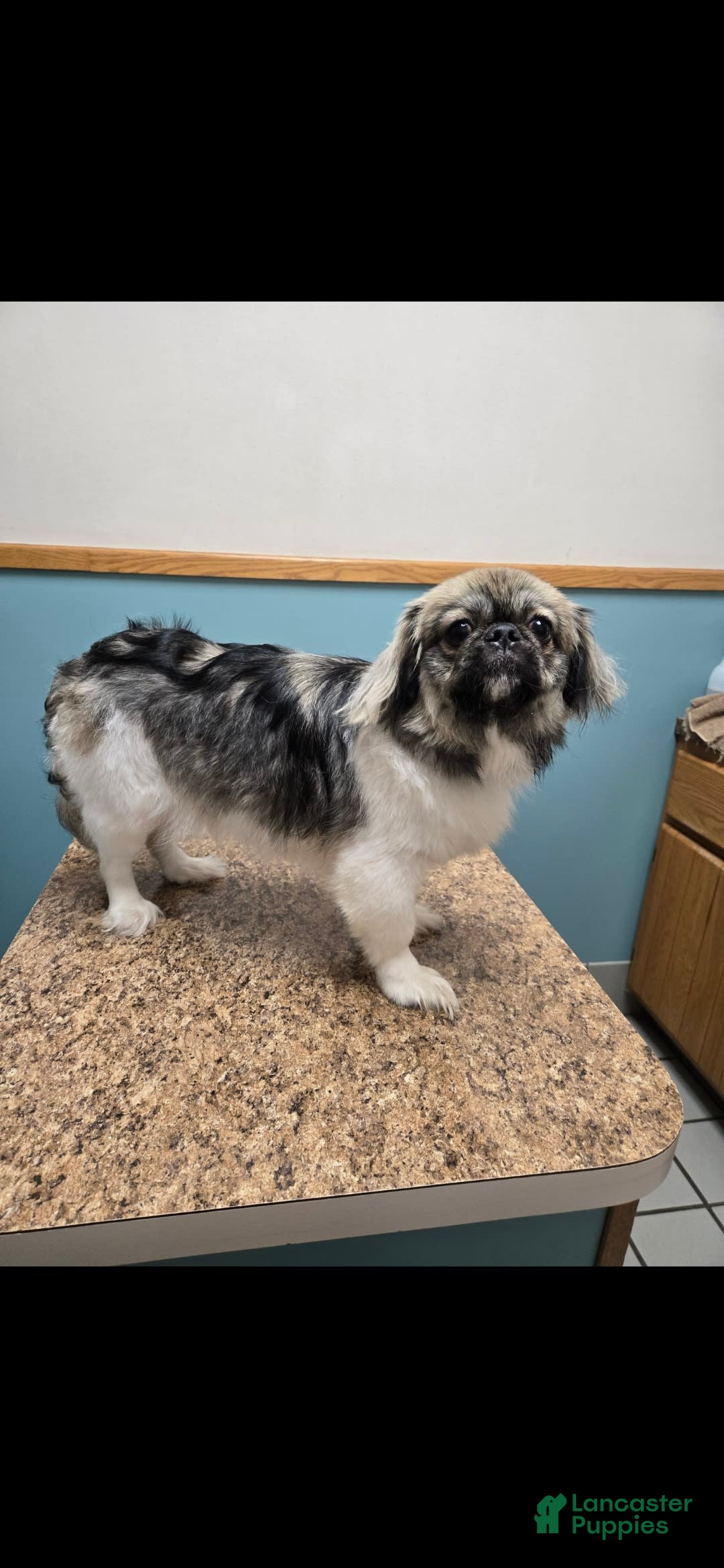 Pekingese dogs for sale: Voorhees - Image 6