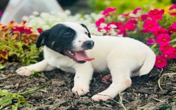 Jack Russell Terrier dogs for sale: Landon - Image 6