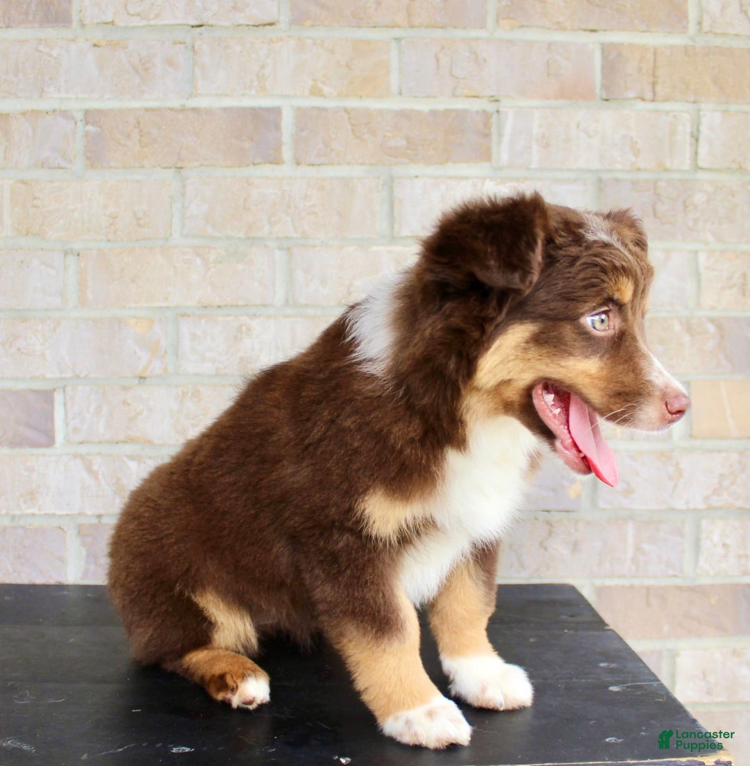 Australian Shepherd dogs for sale: Beauty - Image 5
