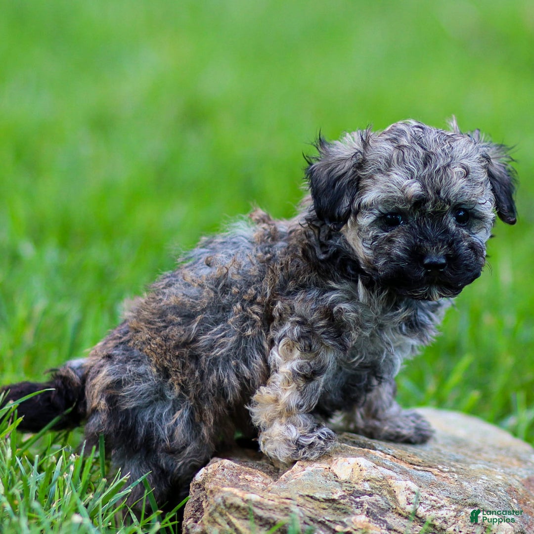 Miniature Poodle dogs for sale: Tori - Image 5