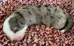 Australian Shepherd dogs for sale: Pearl Hart - Image 1