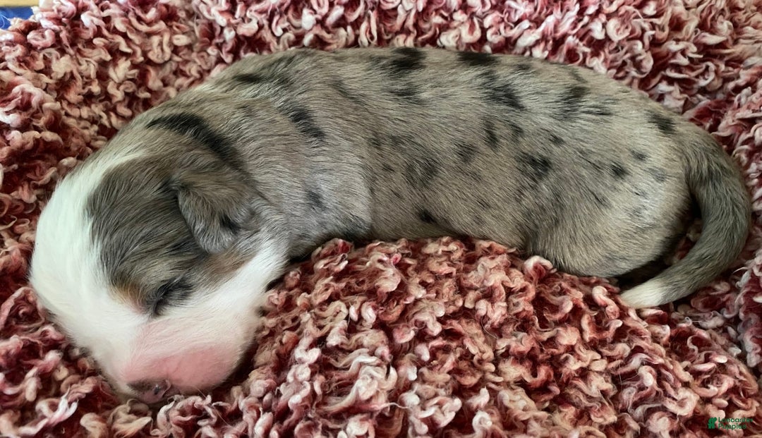Australian Shepherd dogs for sale: Pearl Hart - Image 1