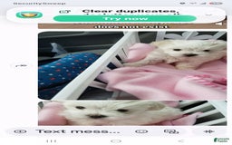Maltese dogs for sale: Lulu - Image 3