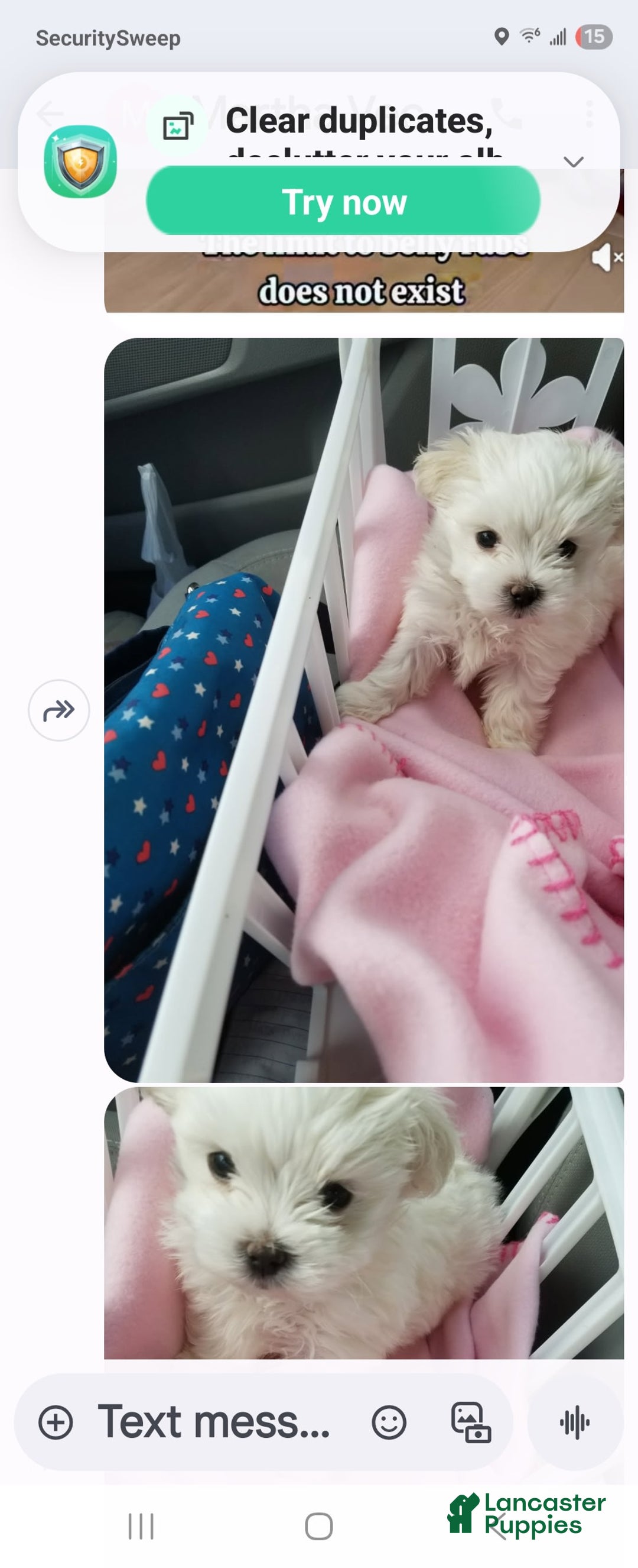 Maltese dogs for sale: Lulu - Image 3