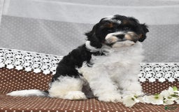 Cavapoo dogs for sale: Wade - Image 2