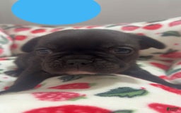French Bulldog dogs for sale: Cocky - Image 3