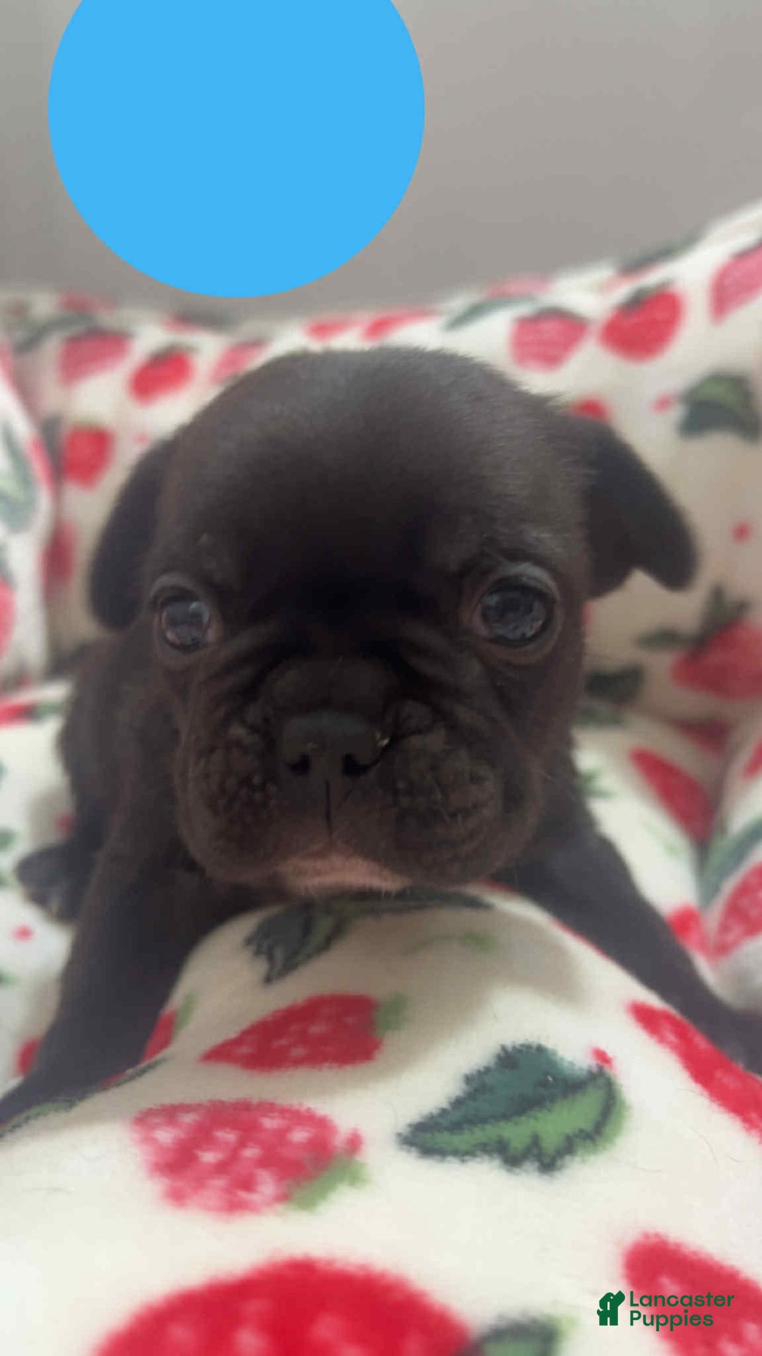 French Bulldog dogs for sale: Cocky - Image 3
