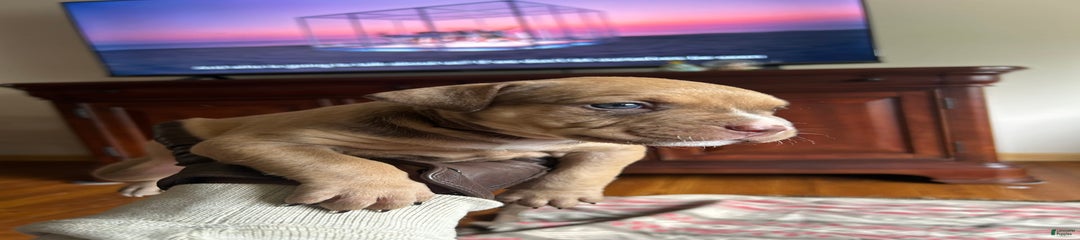 Teo