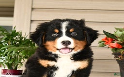 Bernese Mountain Dog dogs for sale: Bruno - Image 6