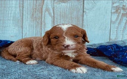 Mini Goldendoodle dogs for sale: Moxy Mini F1b - Image 4