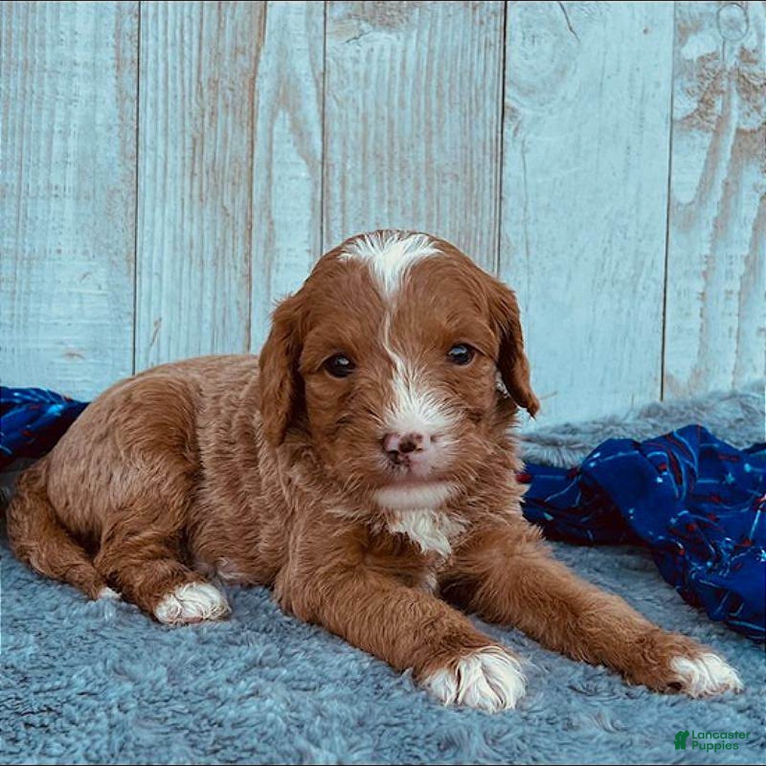 Mini Goldendoodle dogs for sale: Moxy Mini F1b - Image 4