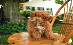 Toy Poodle dogs for sale: Evie - Image 8