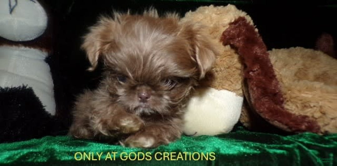 Shih Tzu dogs for sale: Tiny Jasper - Image 6