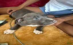 American Pit Bull Terrier dogs for sale: Snoop - Image 5