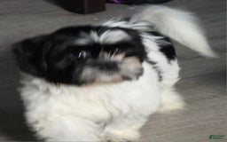 Shih Tzu dogs for sale: N/a - Image 1