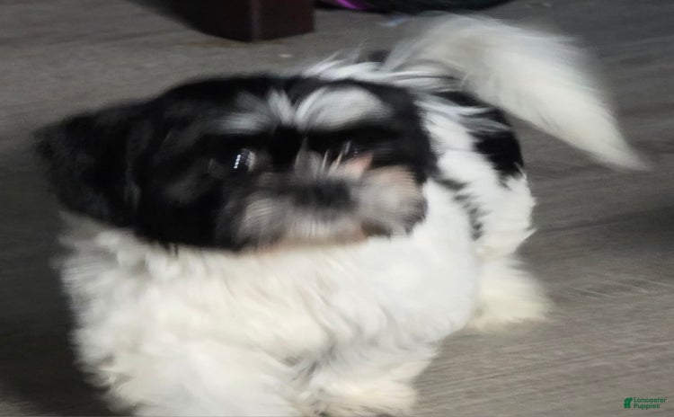 Shih Tzu dogs for sale - Ad 3