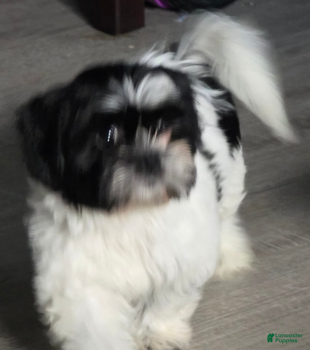 Shih Tzu dogs for sale: N/a - Image 1