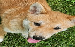 Shiba Inu dogs for sale: Shiba Puppy - Image 4