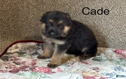 German Shepherd dogs for sale: Cade - Image 3
