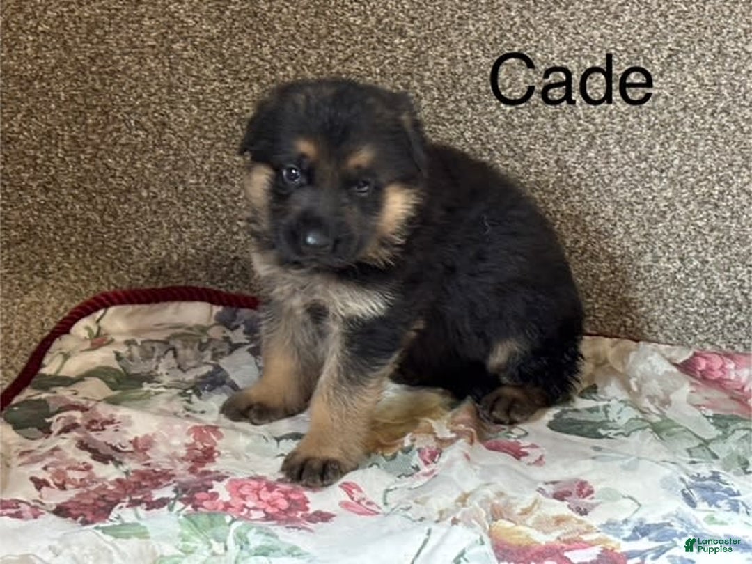 German Shepherd dogs for sale: Cade - Image 3