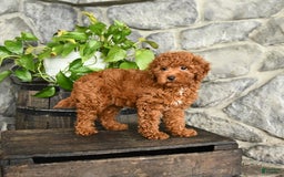 Cockapoo dogs for sale: Sky - Image 5