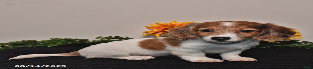 Hazel