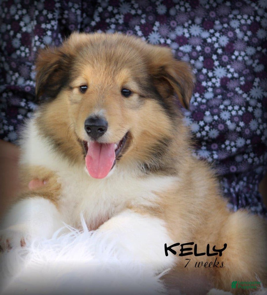 categoriesInfo:categoryAttributeOptions.pets.dogs.breed.roughCollie dogs for sale: Kelly - Image 11