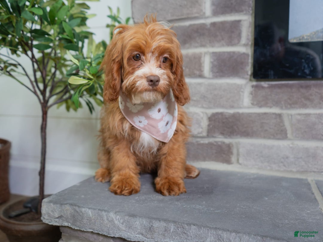 Cavapoo dogs for sale: Natalie - Image 5