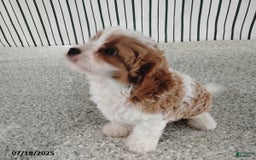 Cavapoo dogs for sale: Bobby - Image 3