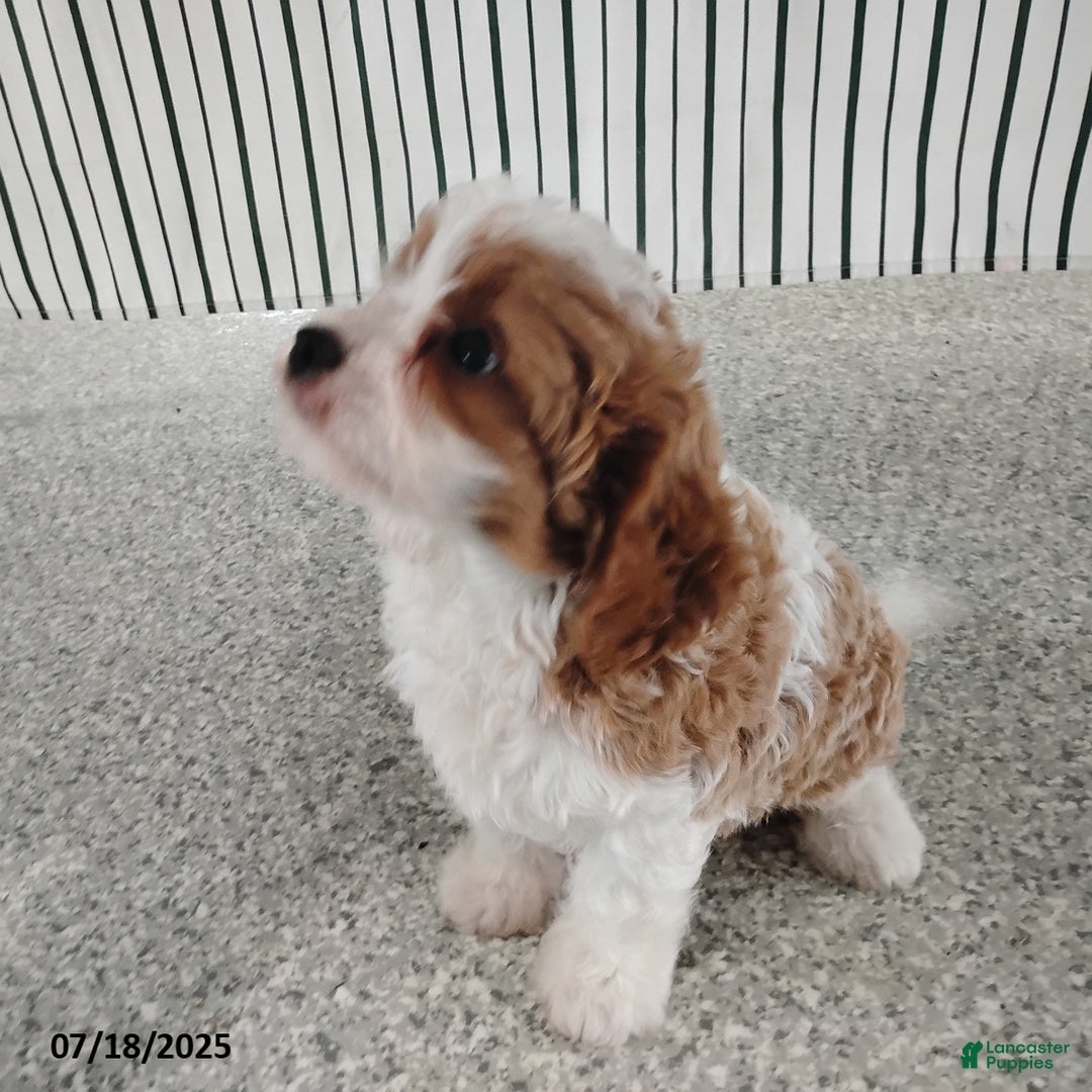 Cavapoo dogs for sale: Bobby - Image 3