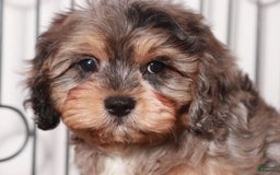 Cavapoo dogs for sale: James - Image 3