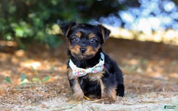 Yorkshire Terrier dogs for sale: Tyler - Image 1