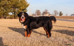 Bernese Mountain Dog dogs for sale: Beau - Image 3