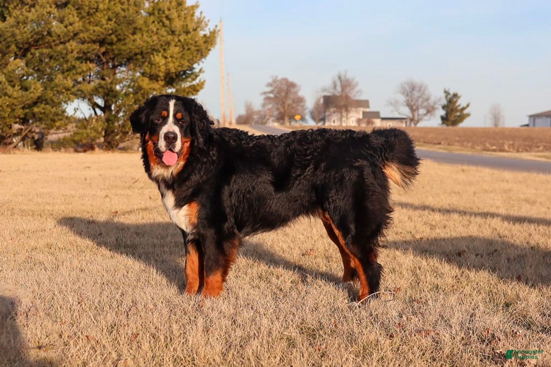Bernese Mountain Dog dogs for sale: Beau - Image 3
