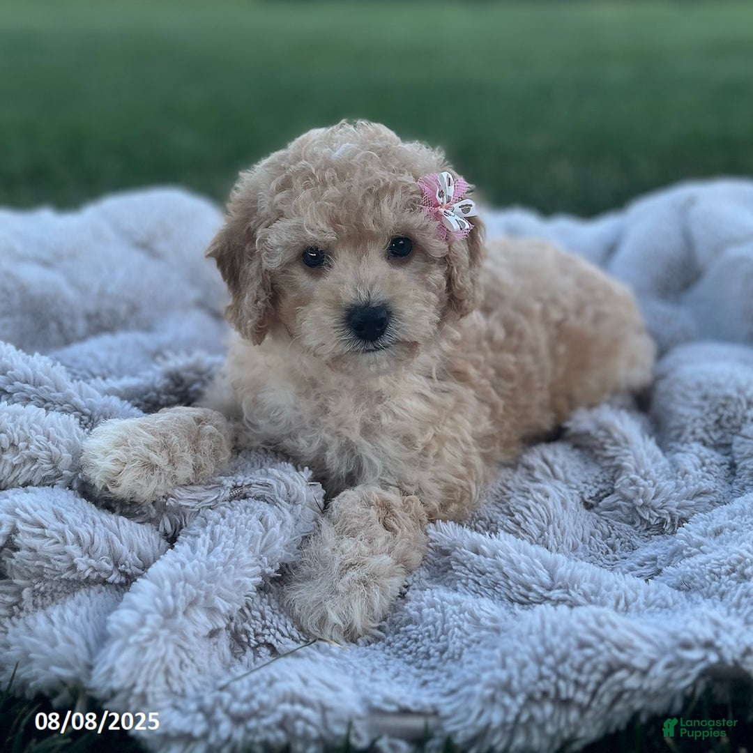 Bichpoo dogs for sale: Suzy - Image 3