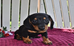 Miniature Dachshund dogs for sale: Mickey - Image 2