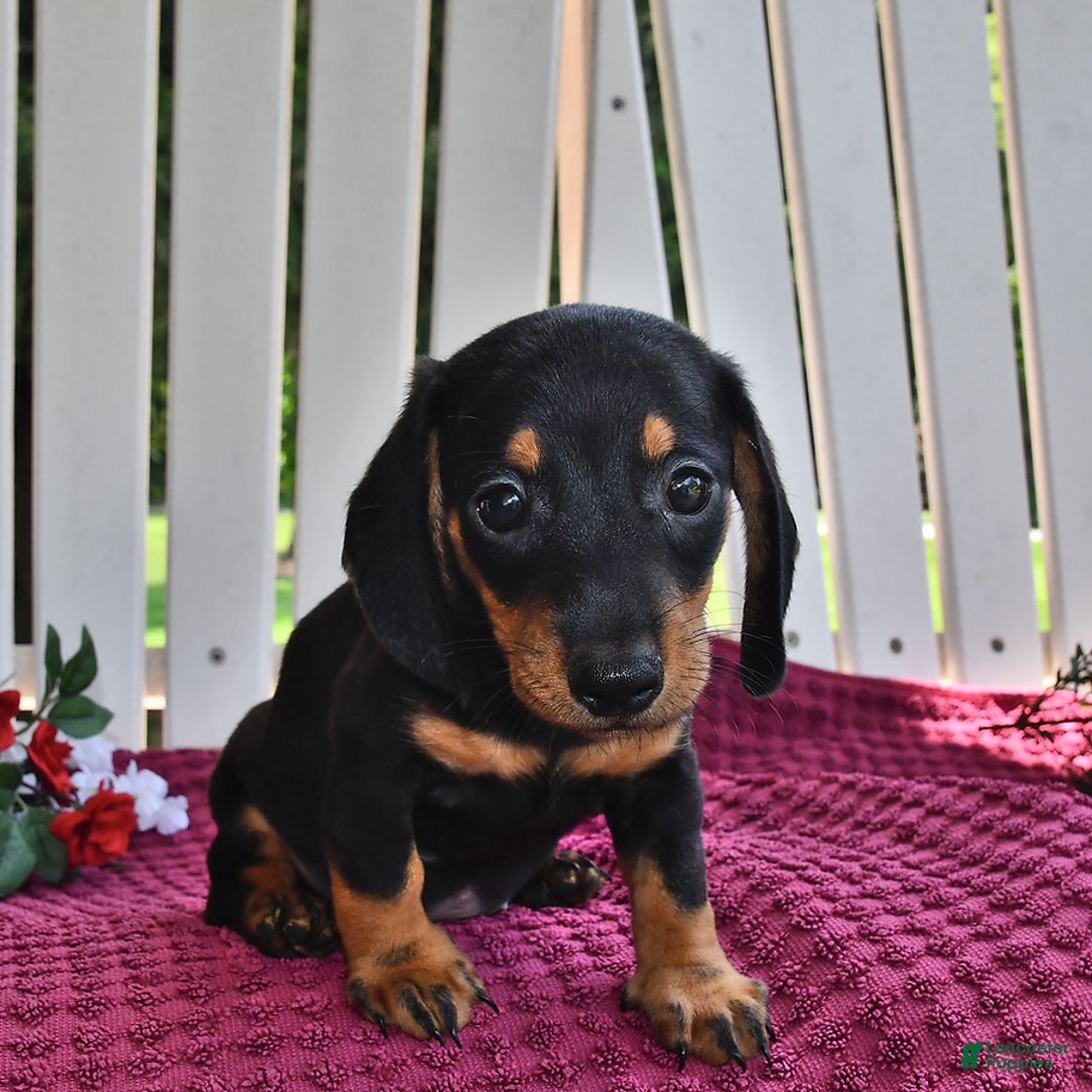 Miniature Dachshund dogs for sale: Mickey - Image 2