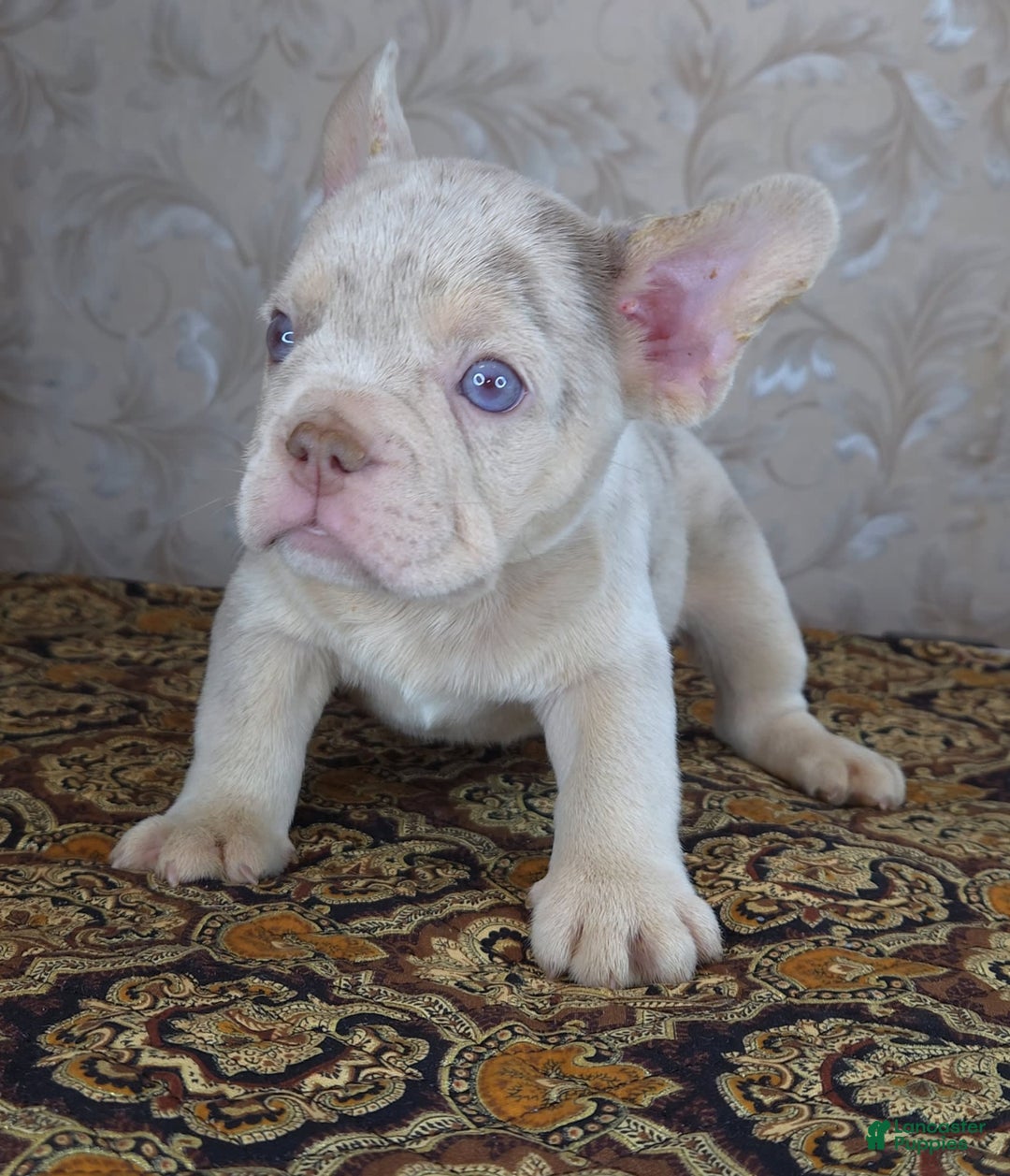 French Bulldog dogs for sale: Dong - Image 2