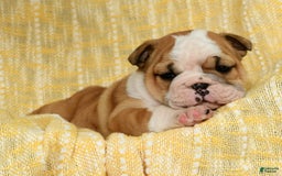 English Bulldog dogs for sale: Olive - Image 4
