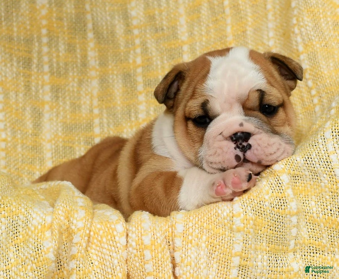 English Bulldog dogs for sale: Olive - Image 4